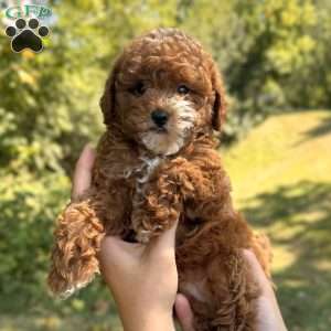 Marley, Miniature Poodle Puppy